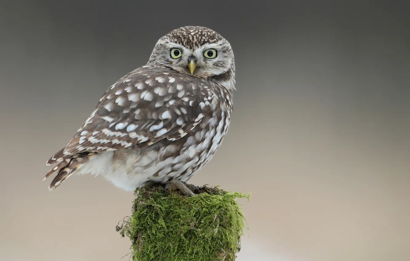 Photo wallpaper owl, bird, moss, stump, tail, owlet
