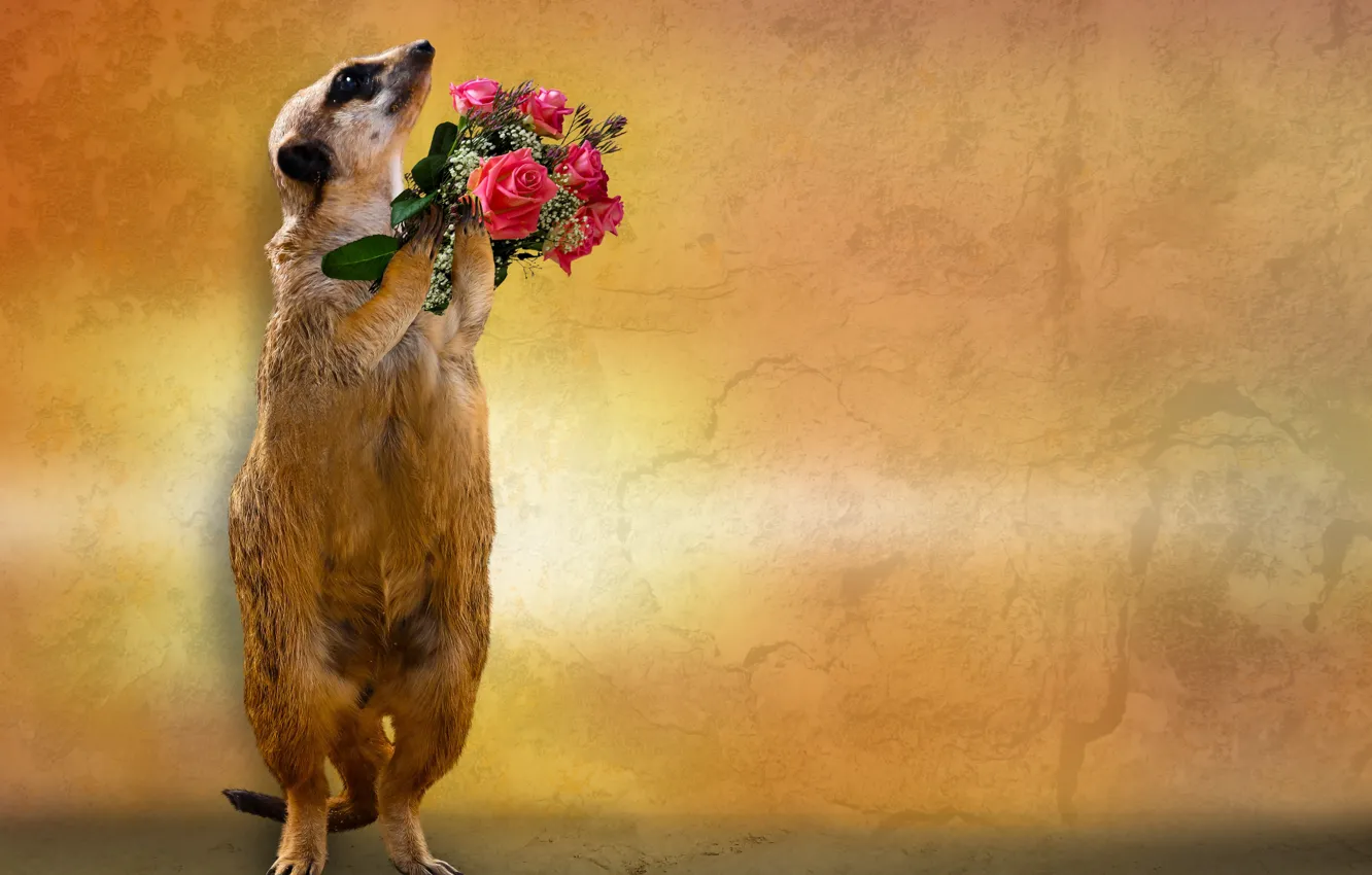 Photo wallpaper background, roses, bouquet, meerkats, congratulations