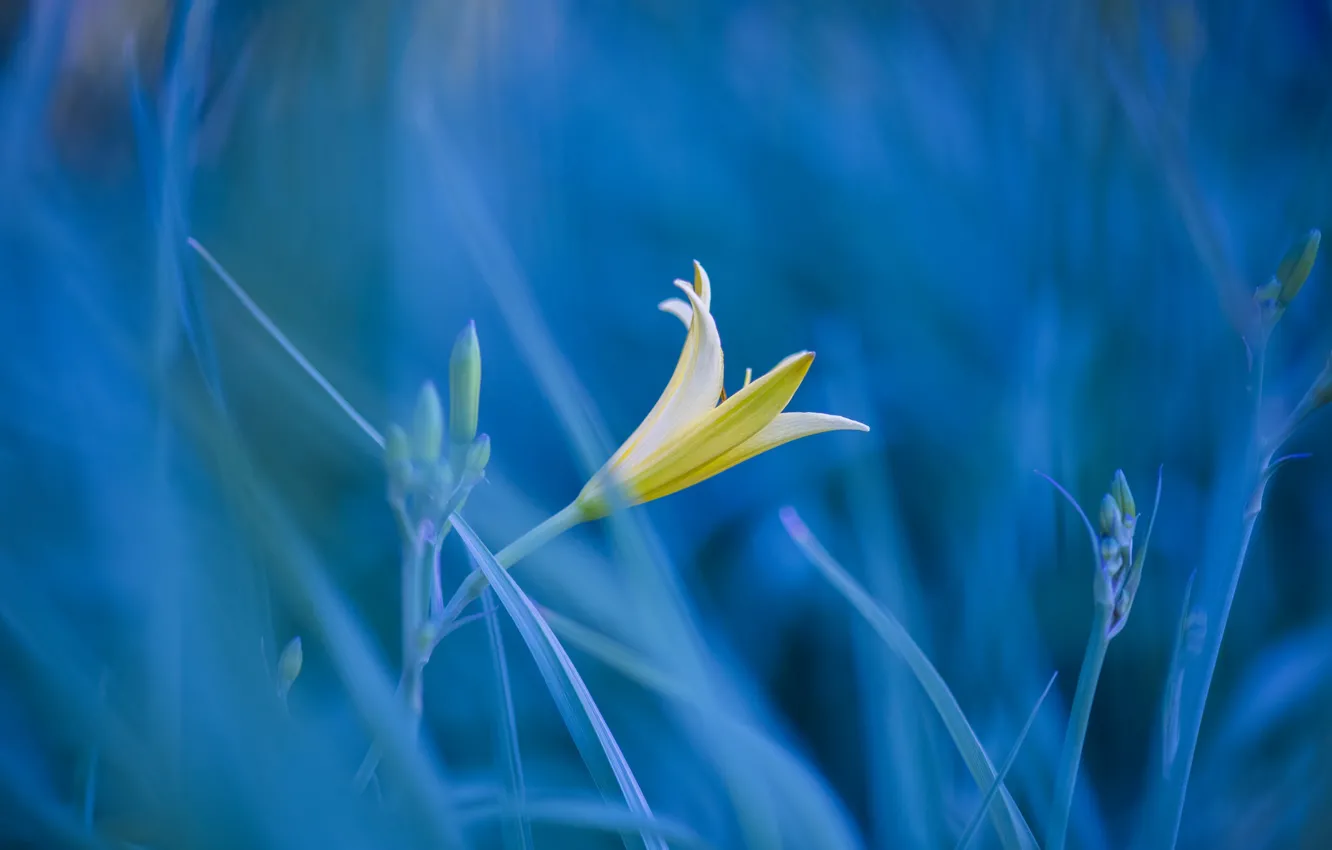 Photo wallpaper grass, flowers, photo, Lily