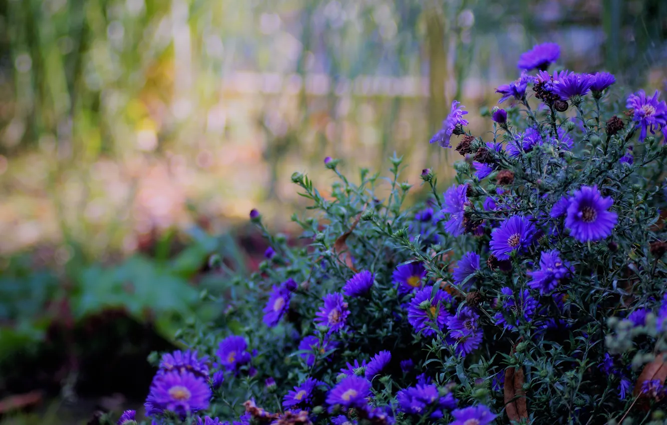 Photo wallpaper purple, flowers, blue, garden, the bushes, bokeh, asters