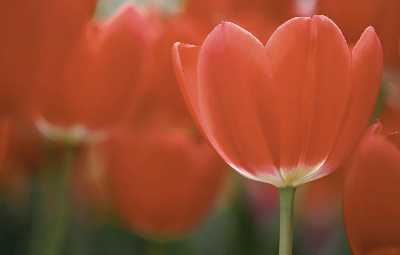 Photo wallpaper field, macro, flowers, red, petals, tulips, red, field