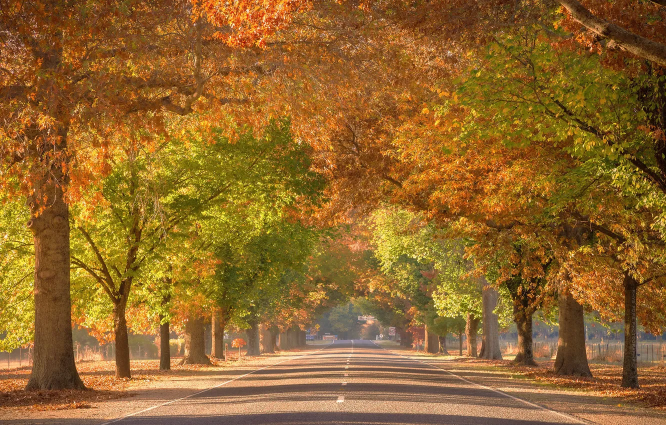 Photo wallpaper the city, street, Australia, Victoria, Autumn colour, Tunnel To Paradise