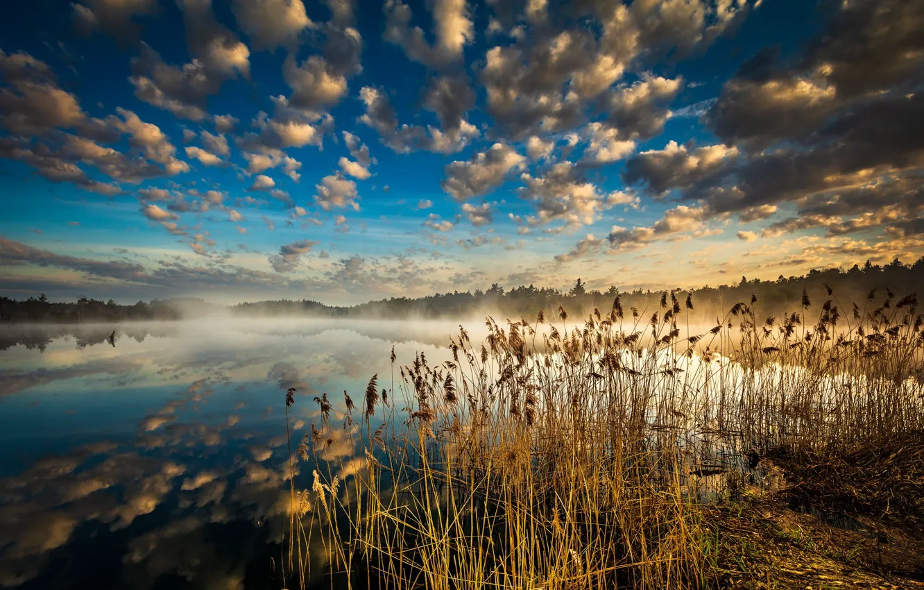 Photo wallpaper pond, lake, reflection, reed, clouds