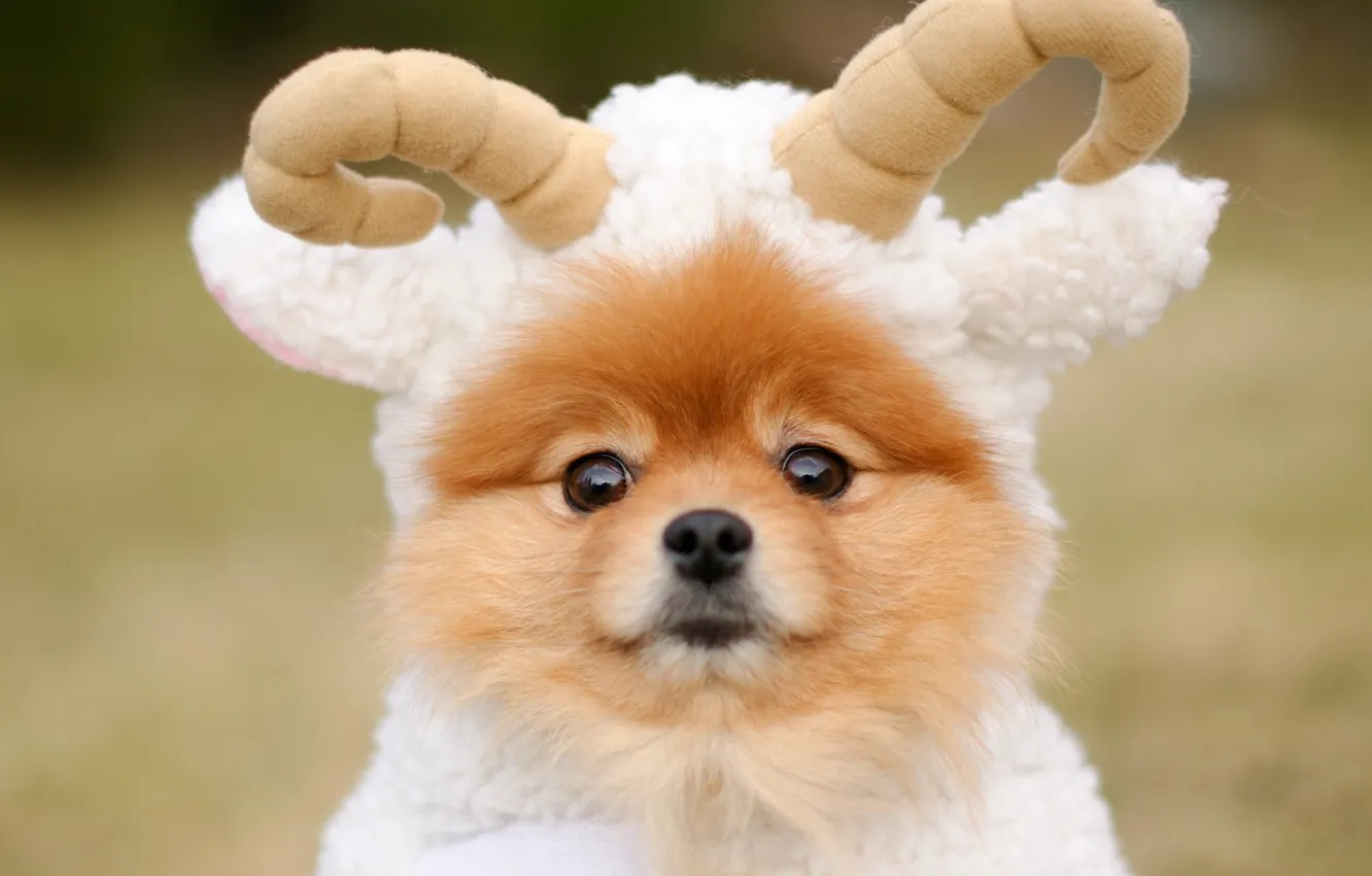 Photo wallpaper animal, dog, Spitz, RAM