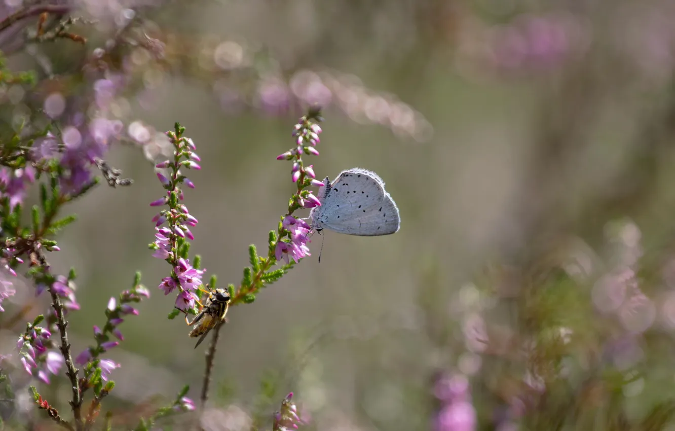 Photo wallpaper macro, flowers, branches, butterfly, plant, insect