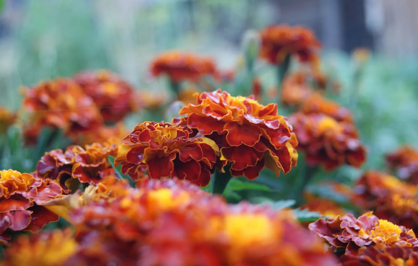 Photo wallpaper flowers, beautiful, marigolds, yellow-red