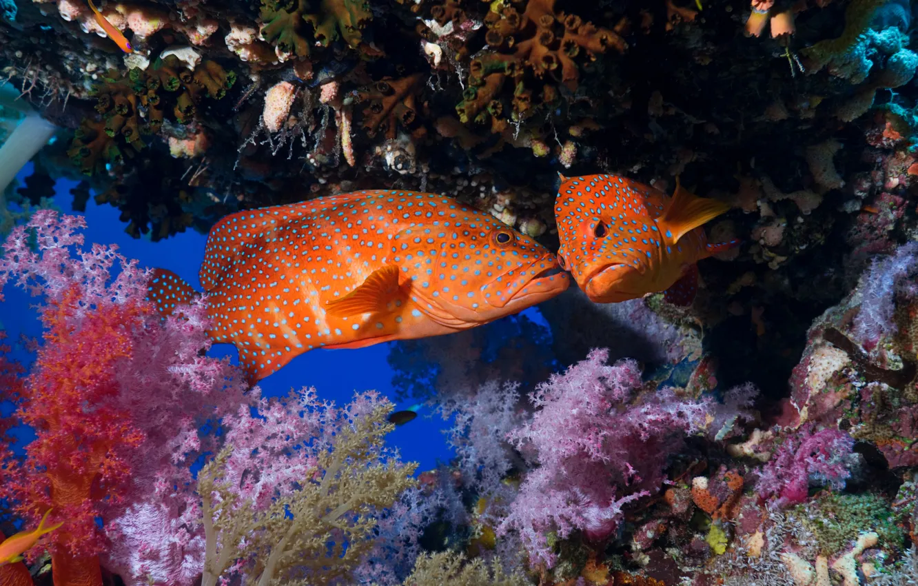 Photo wallpaper sea, the ocean, fish, under water, underwater, sea, ocean, fishes