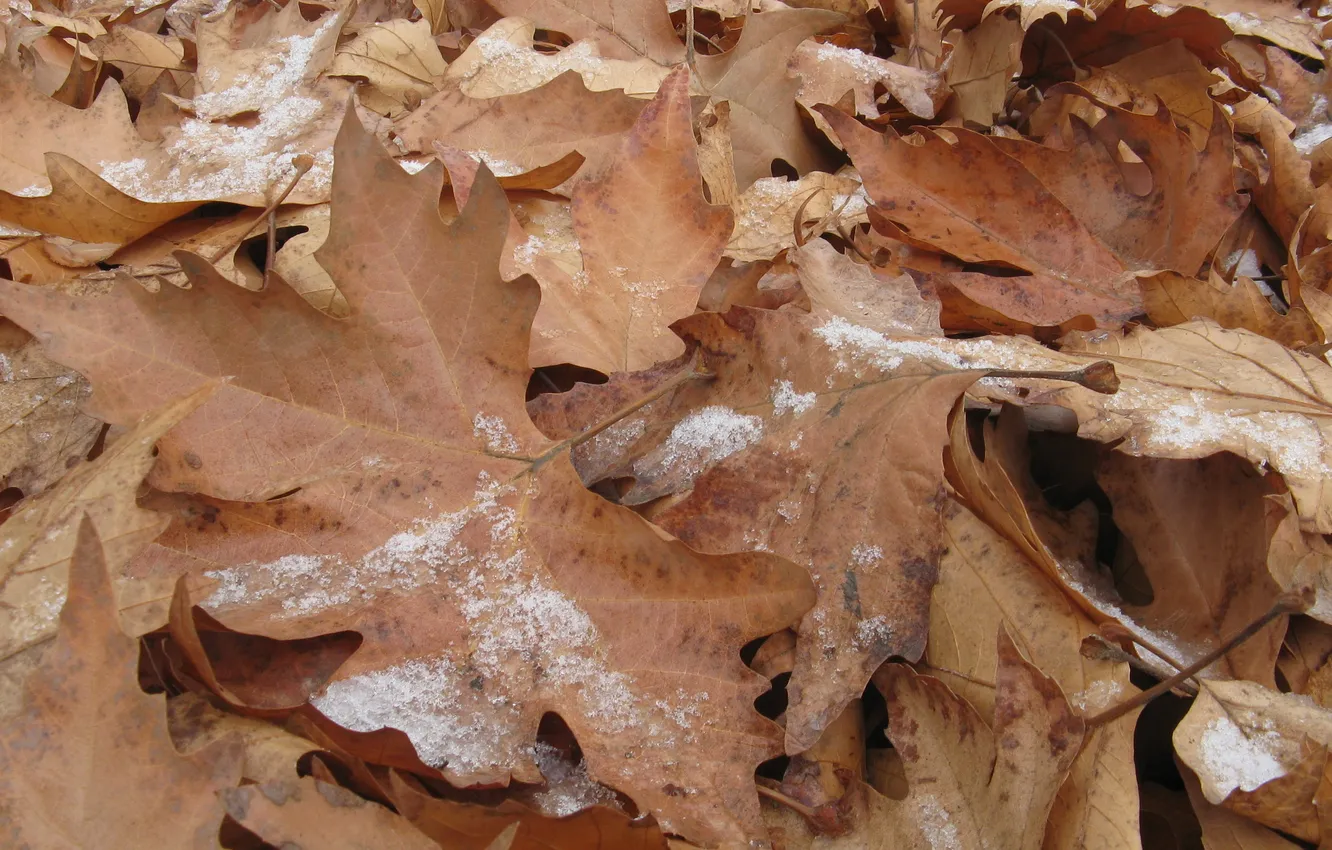 Photo wallpaper Winter, Autumn, Snow, Leaves, Maple