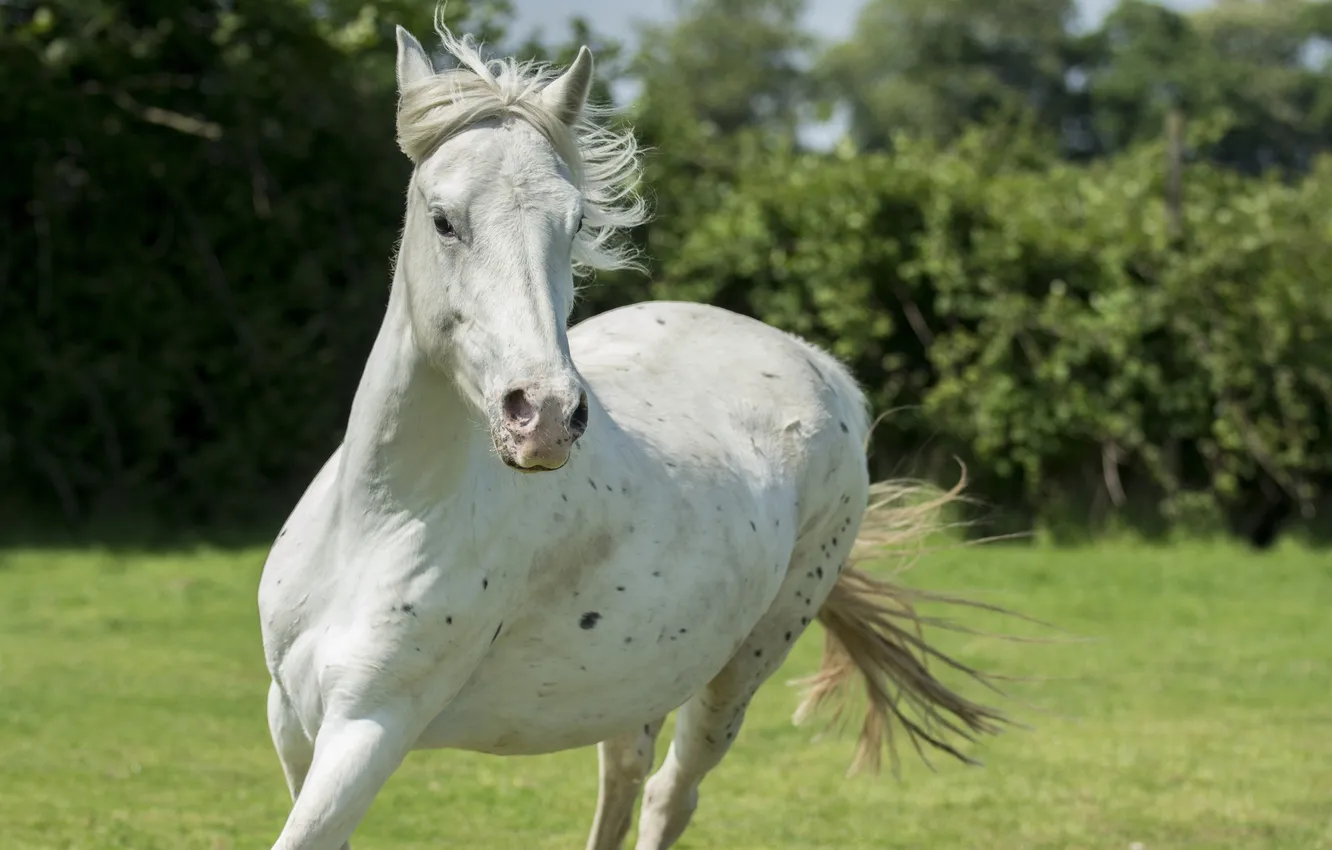 Photo wallpaper face, horse, horse, running, mane