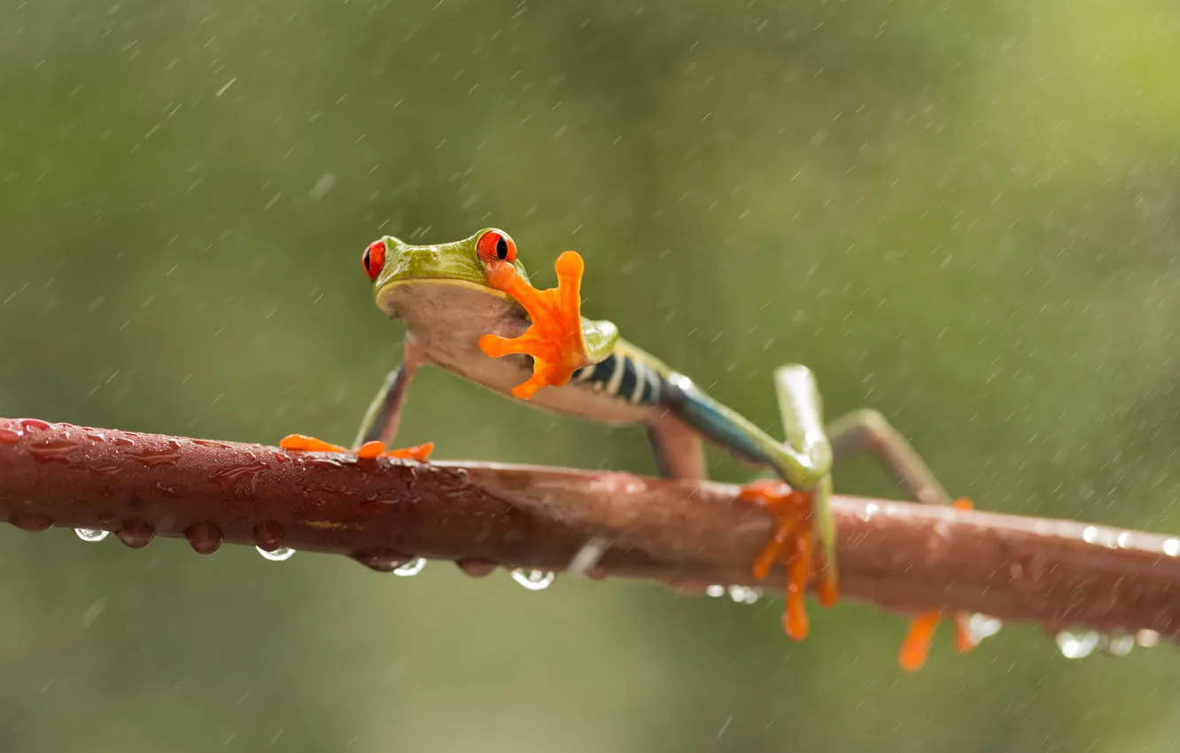 Photo wallpaper eyes, drops, rain, branch, frog, paws