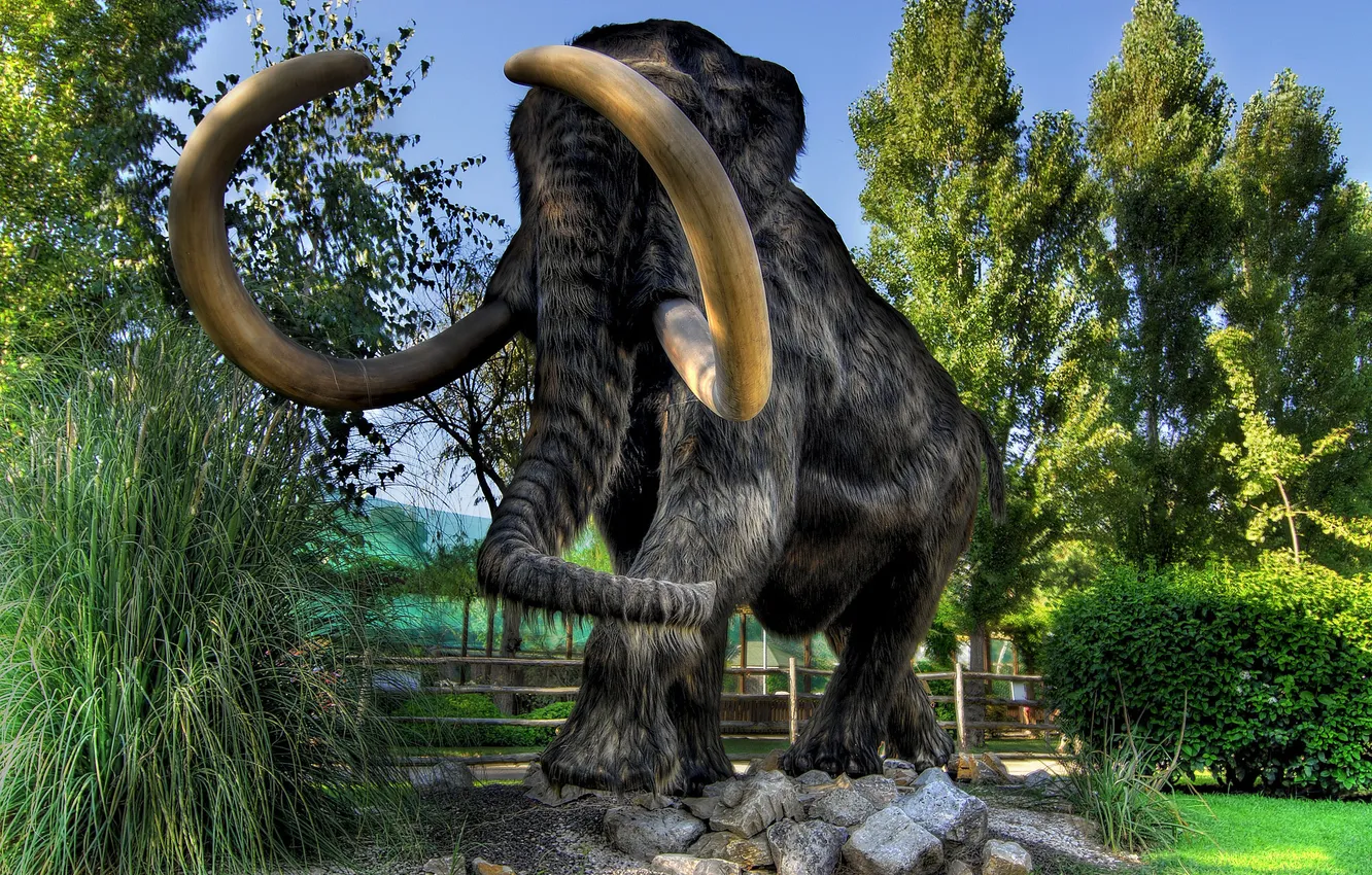 Photo wallpaper nature, fur, mammoth, tusks