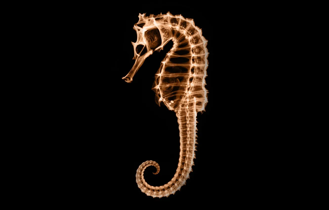 Photo wallpaper skeleton, seahorse, x-ray