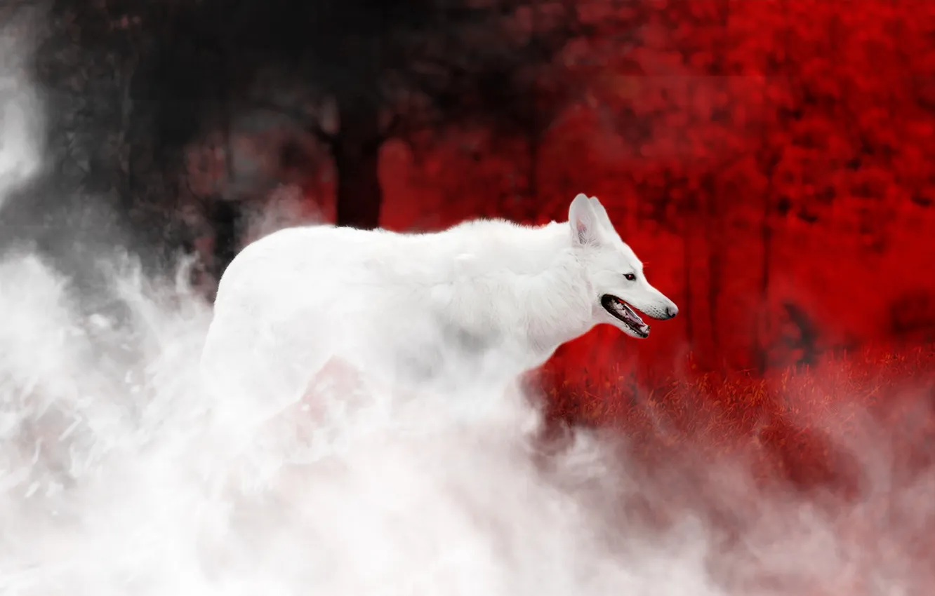 Photo wallpaper smoke, color, wolf