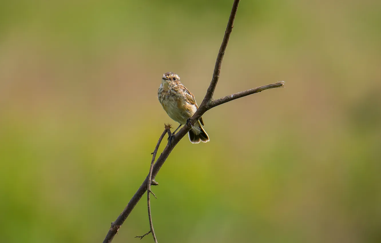 Photo wallpaper bird, sitting, bokeh, mint