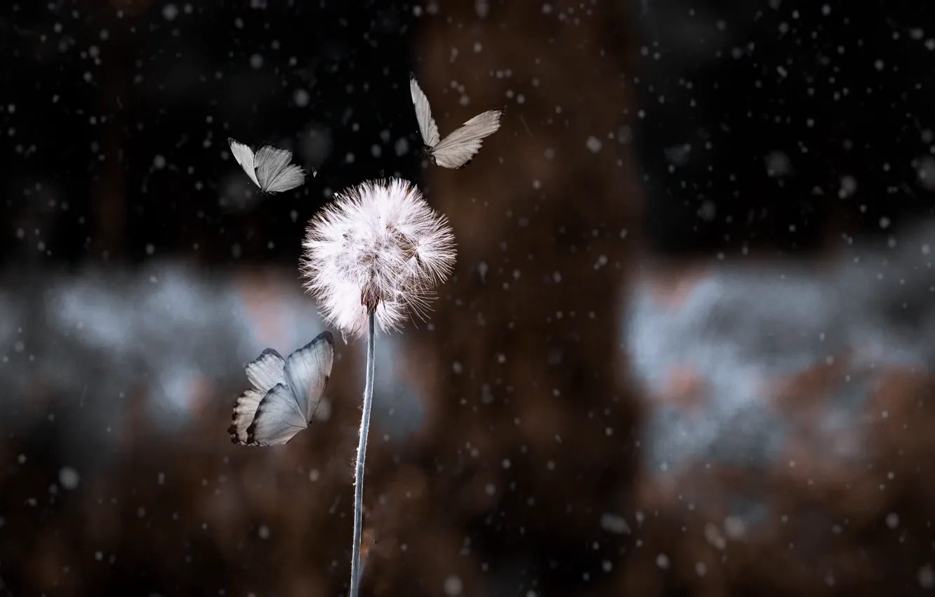 Photo wallpaper moth, Thistle, blur bokeh