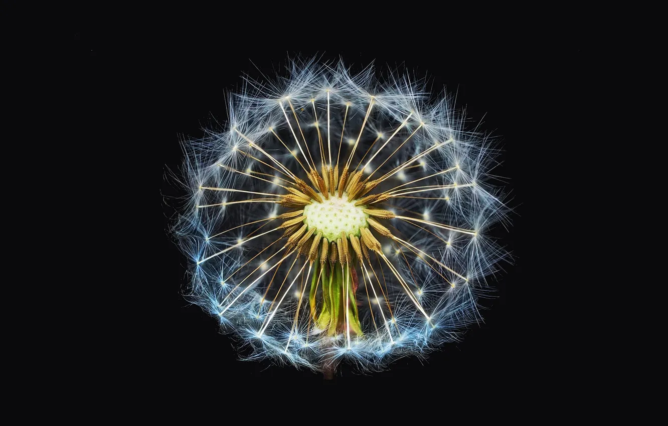 Photo wallpaper black background, dandelion, close up