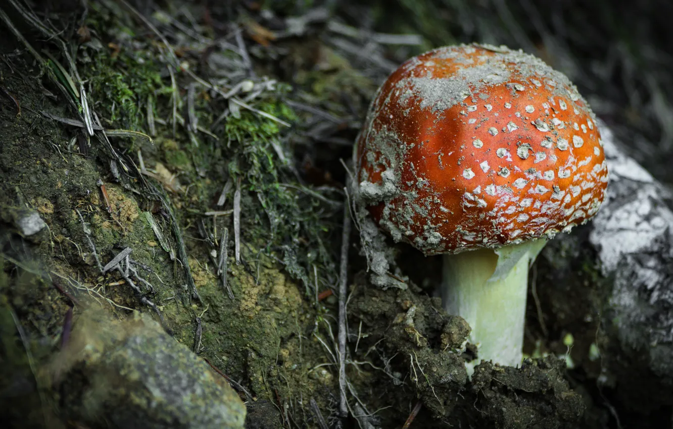 Photo wallpaper autumn, mushroom, moss, mushroom
