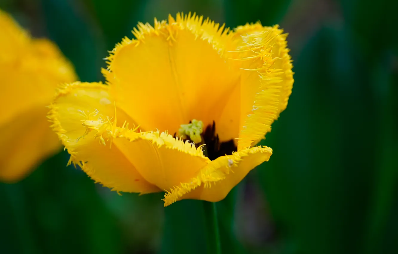 Photo wallpaper yellow, tulips, Hairy tulip
