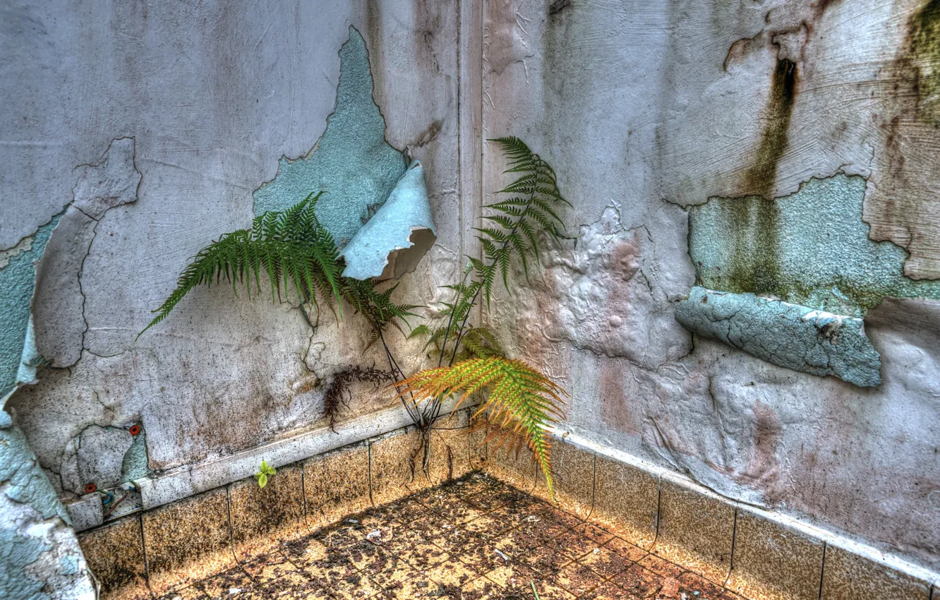 Photo wallpaper background, room, wall