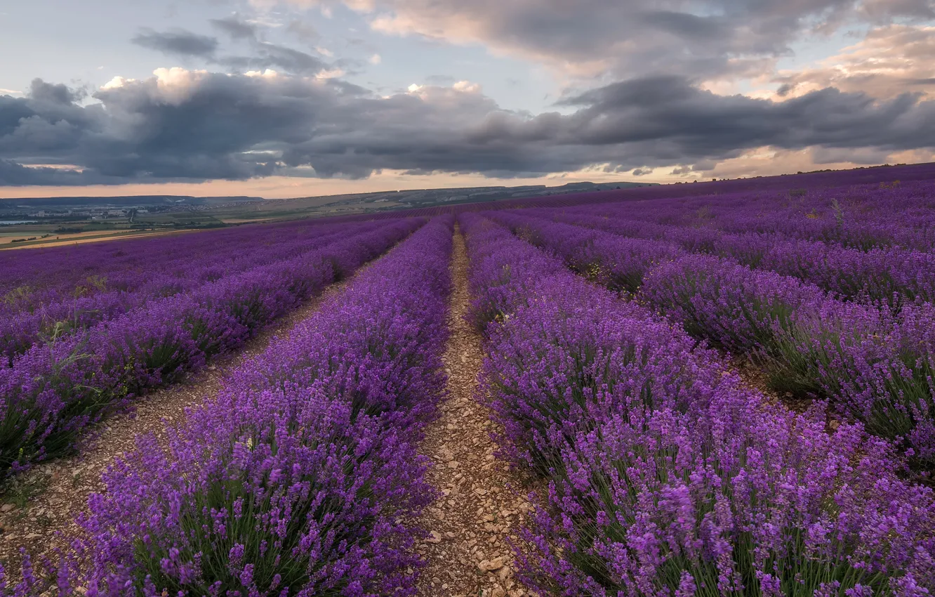 Photo wallpaper the sky, flowers, clouds, slope, lavender, lavender field