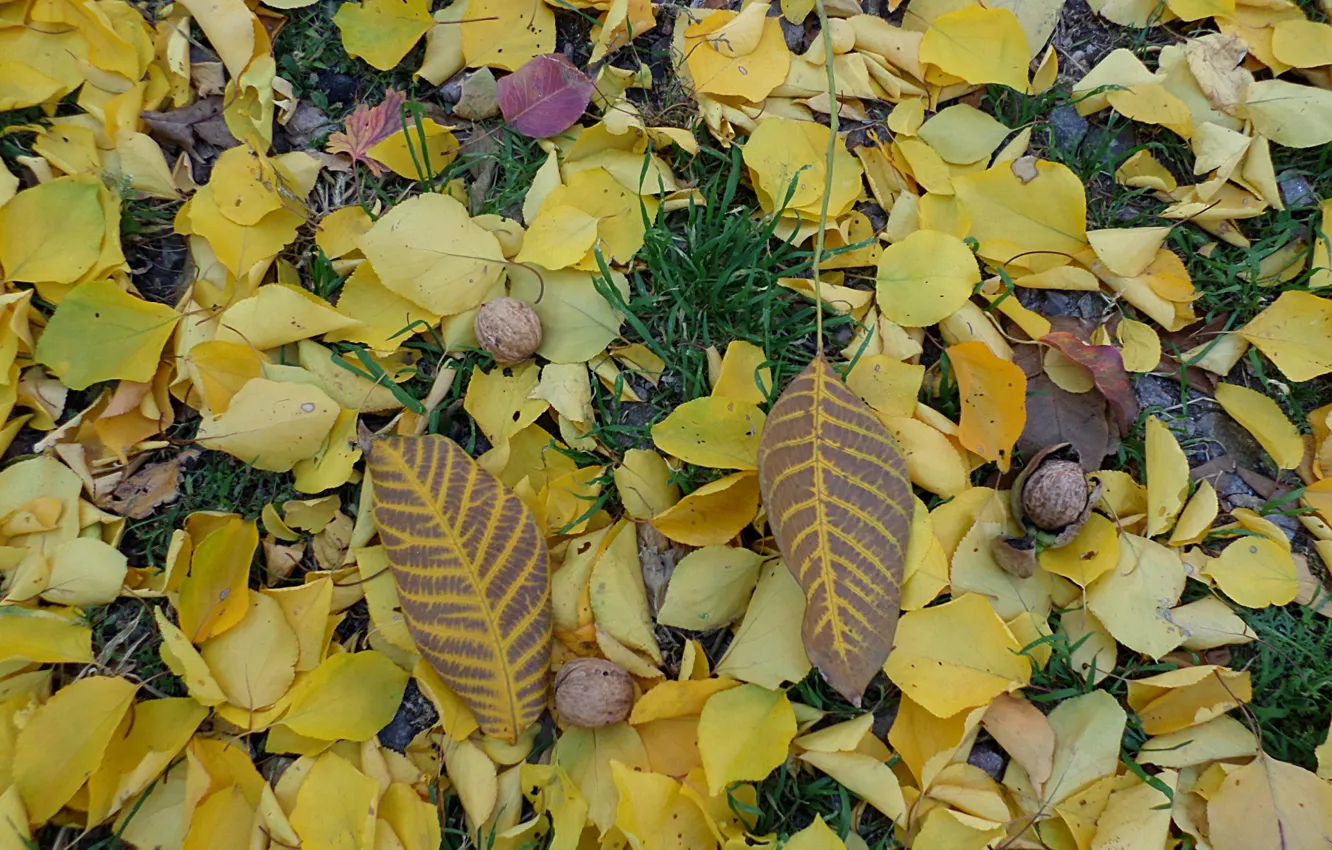 Photo wallpaper autumn, nuts, falling leaves, gold