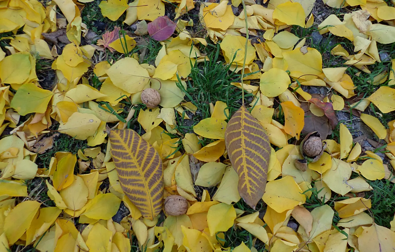 Photo wallpaper autumn, gold, nuts, falling leaves