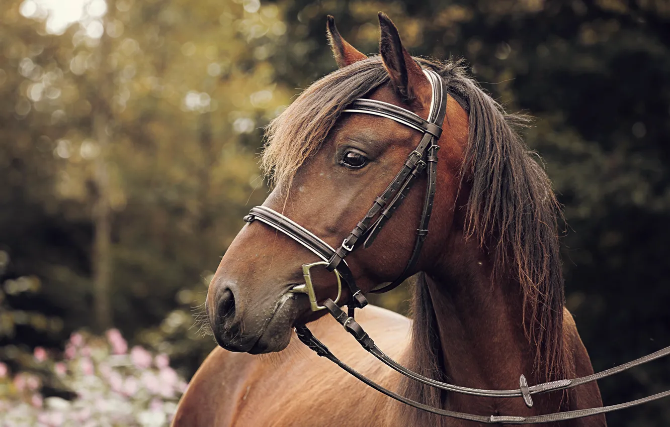 Photo wallpaper horse, bokeh, harness