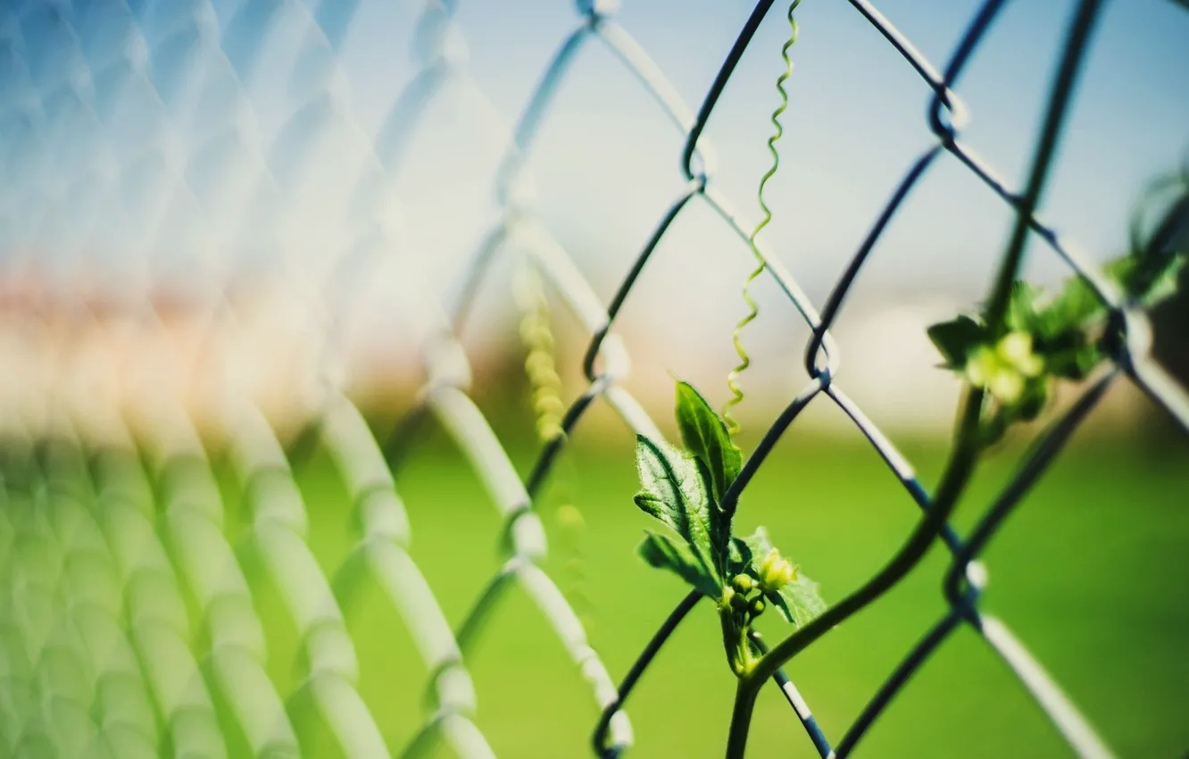 Photo wallpaper leaves, macro, background, mesh, widescreen, Wallpaper, the fence, blur
