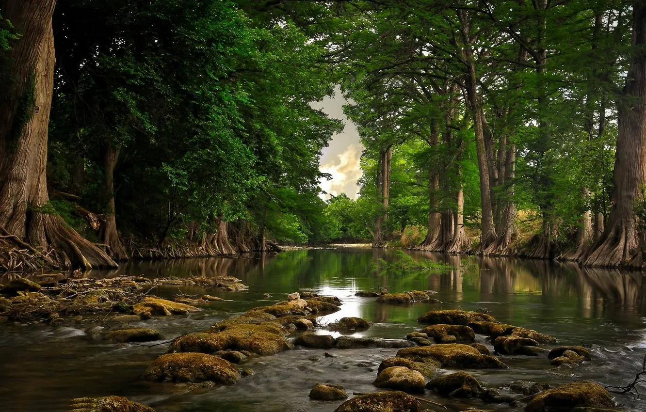 Photo wallpaper forest, river, trees, nature, rocks