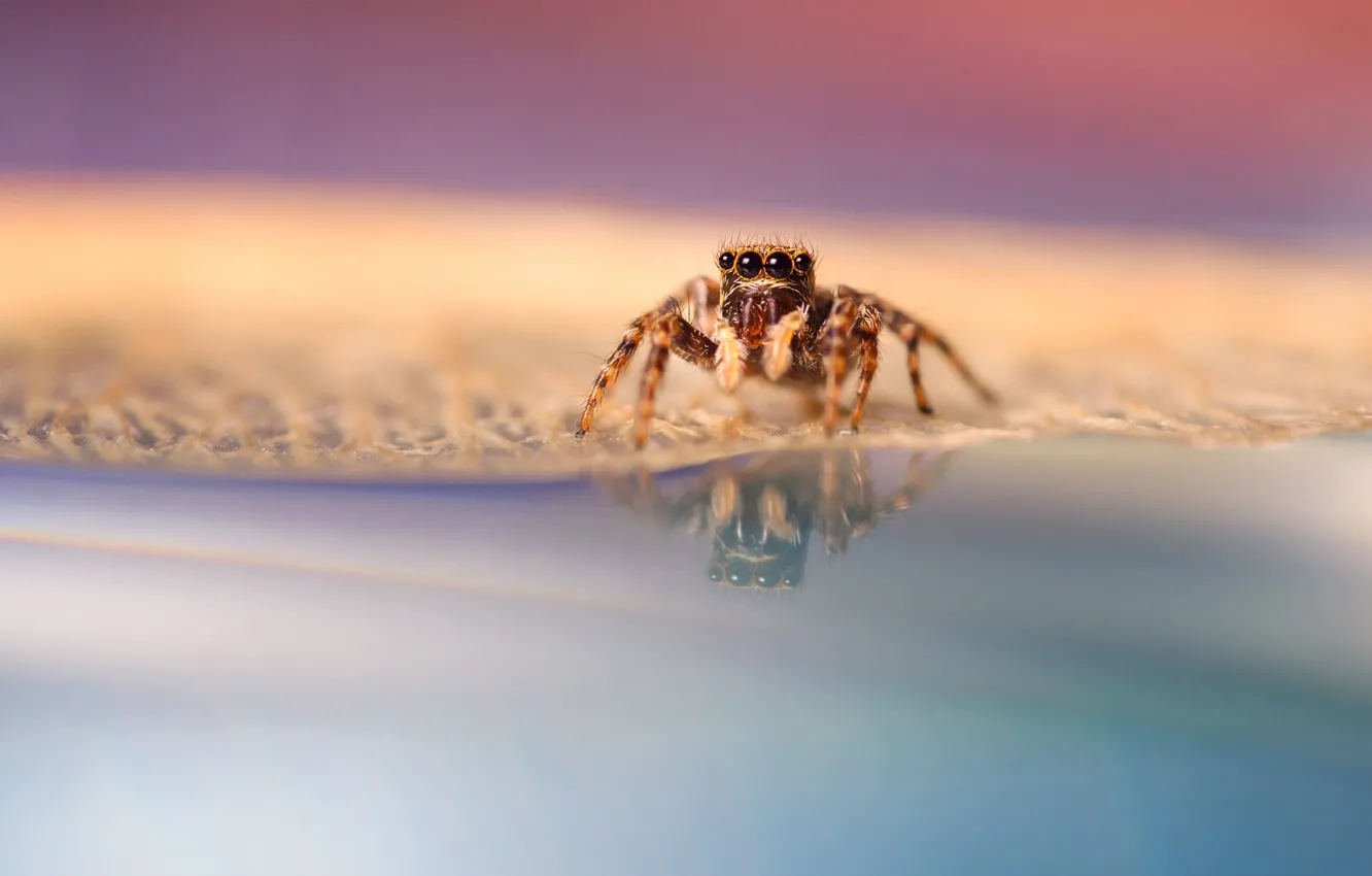 Photo wallpaper eyes, legs, spider