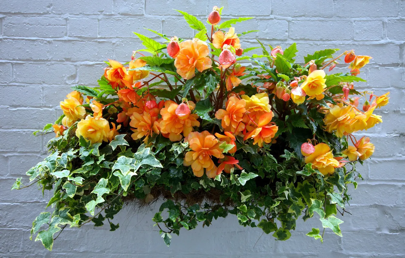 Photo wallpaper roses, bouquet, composition, ivy