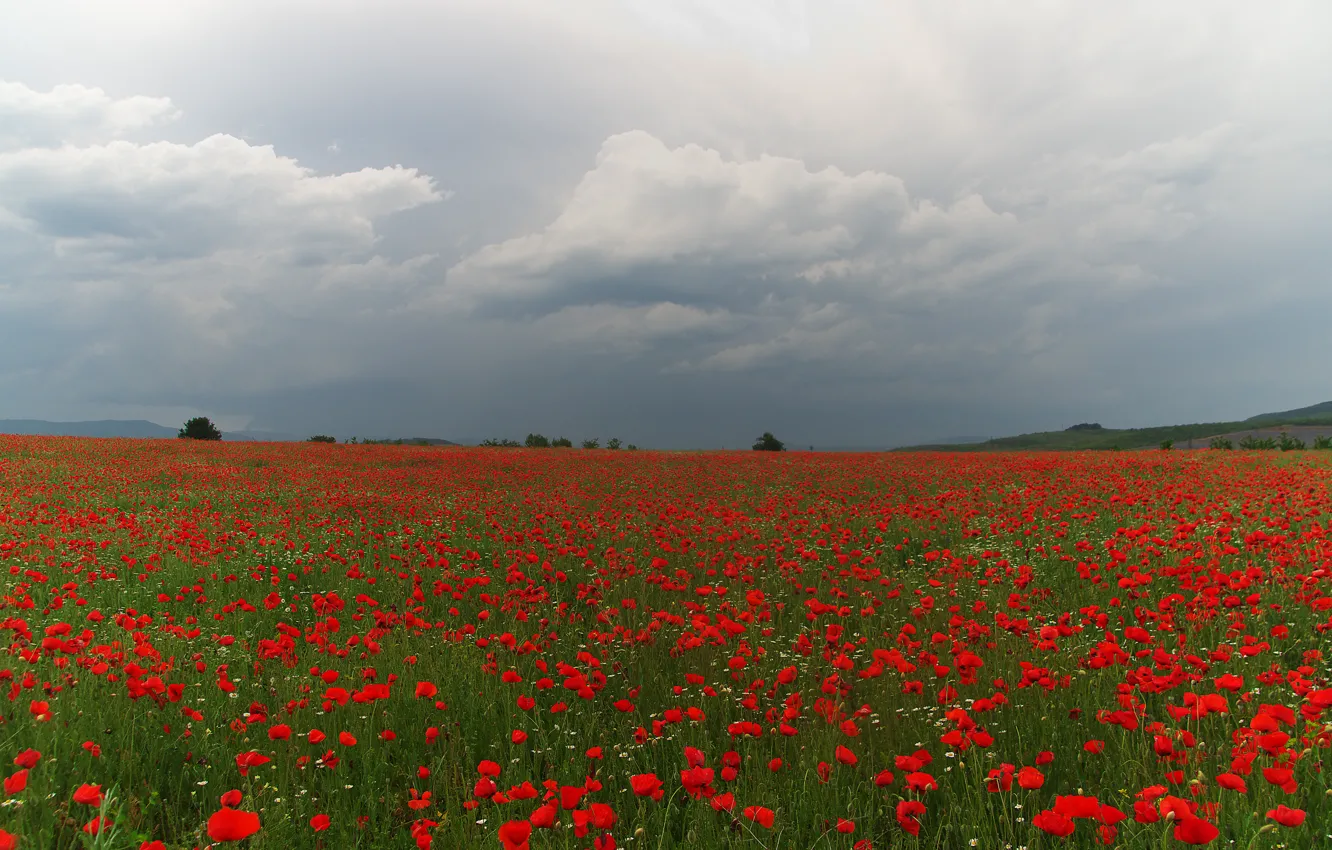Photo wallpaper field, summer, the sky, flowers, red, clouds, overcast, Maki