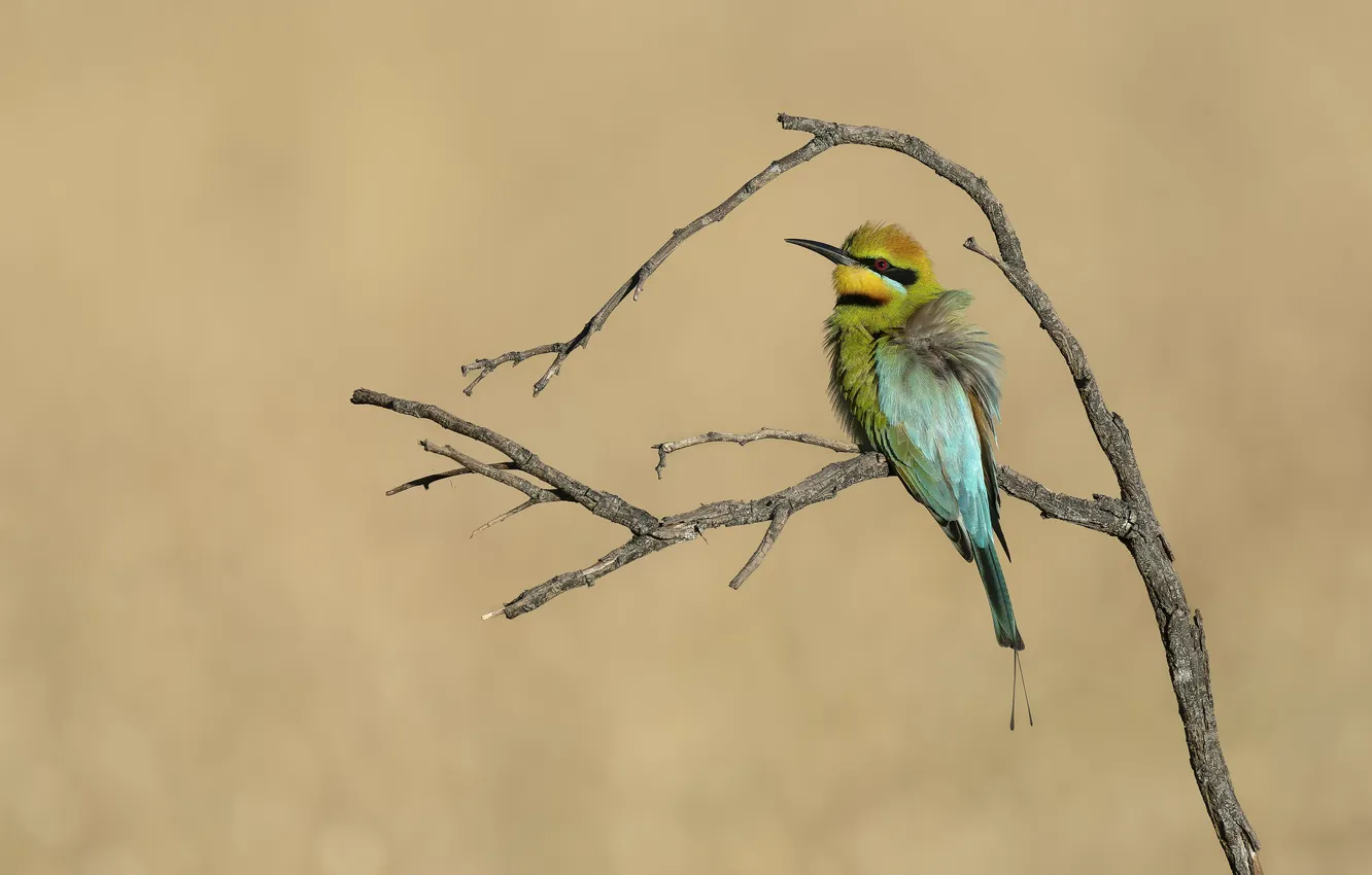 Photo wallpaper branches, background, bird, schurka