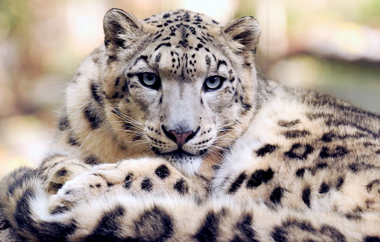 Photo wallpaper snow leopard, snow, animal, wildlife