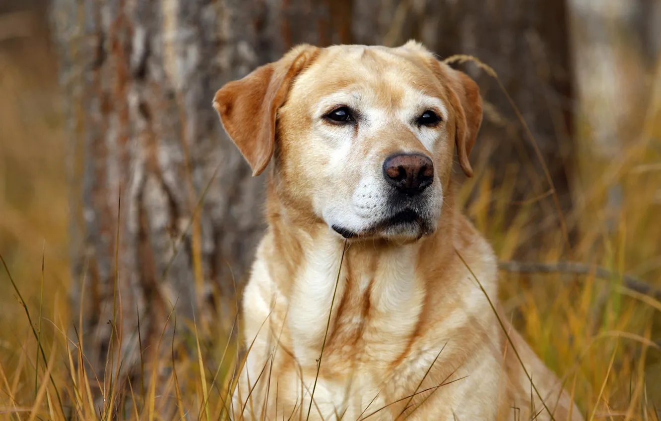 Photo wallpaper autumn, grass, dog, dog, Labrador, hunter