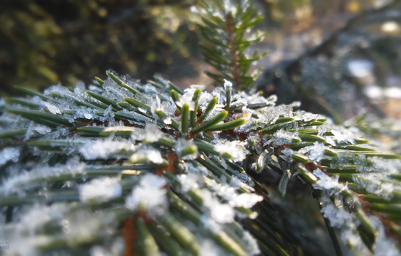 Photo wallpaper ice, winter, snow, needles, ice, pine, winter, snow