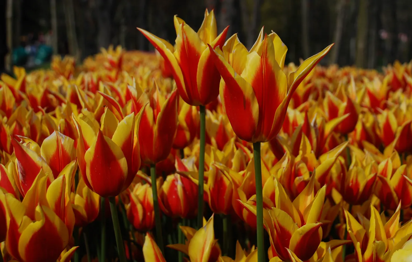 Photo wallpaper petals, tulips, buds, plantation