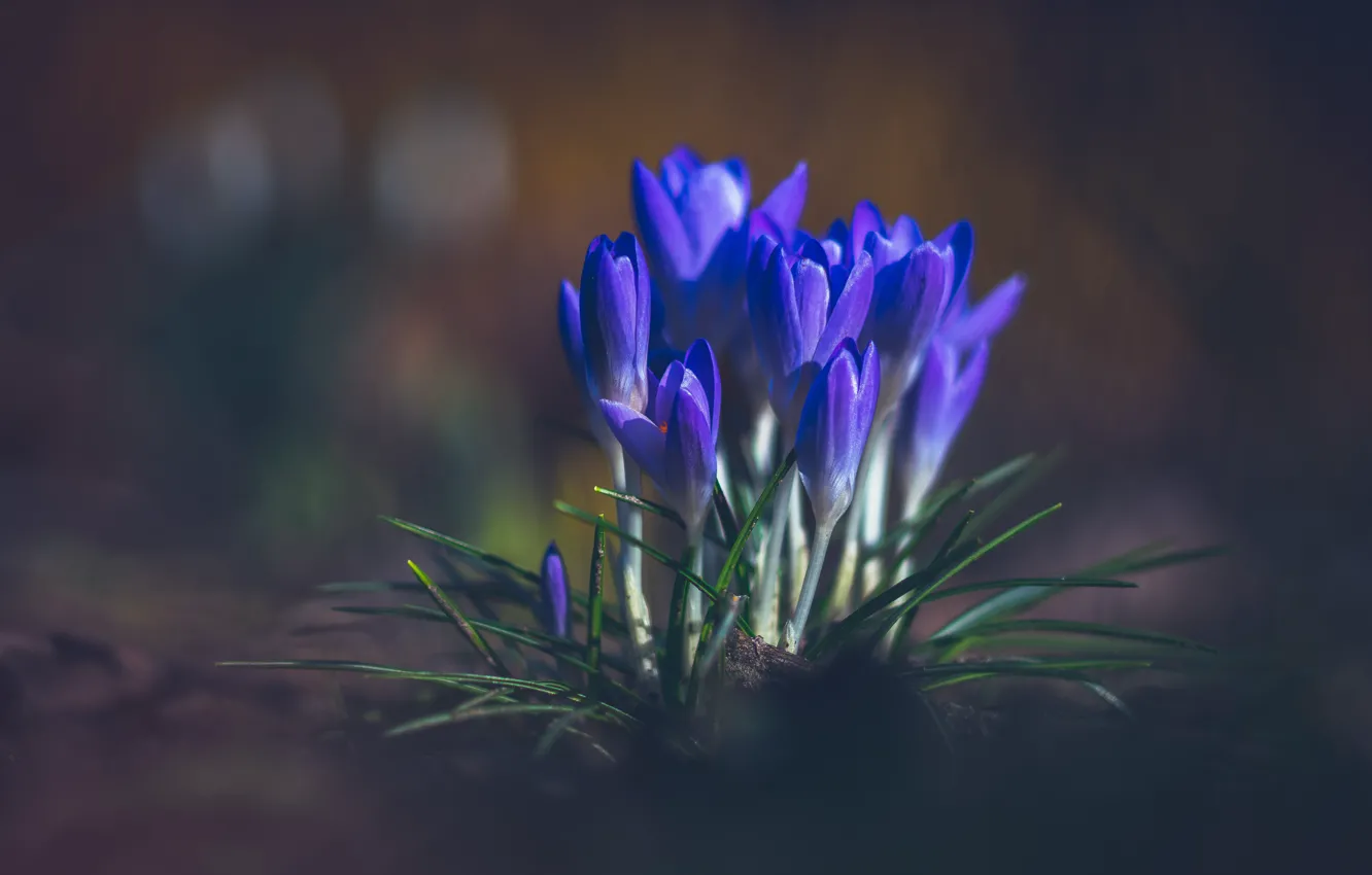 Photo wallpaper flowers, blue, the dark background, glade, spring, crocuses