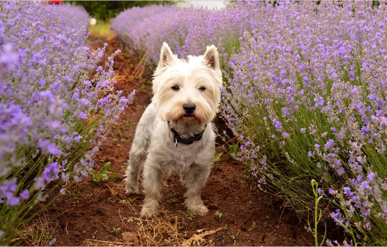 Photo wallpaper Dog, Lavender, Lavender, The West highland white Terrier