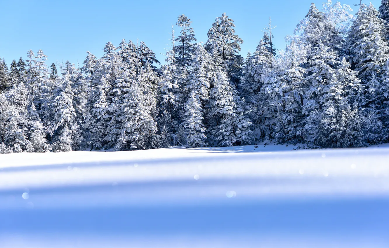 Photo wallpaper winter, frost, forest, the sky, light, snow, nature, in the snow