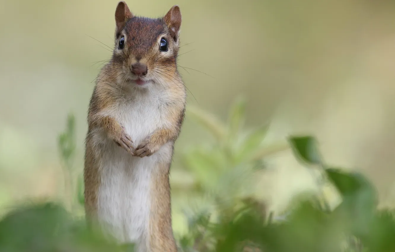 Photo wallpaper nature, background, protein