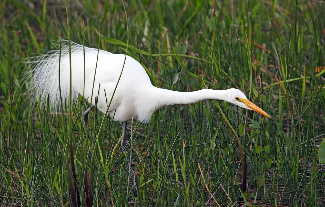 Photo wallpaper white, grass, green, background, Heron