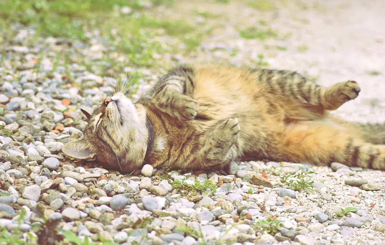 Photo wallpaper Koshak, lies, Tomcat, stones