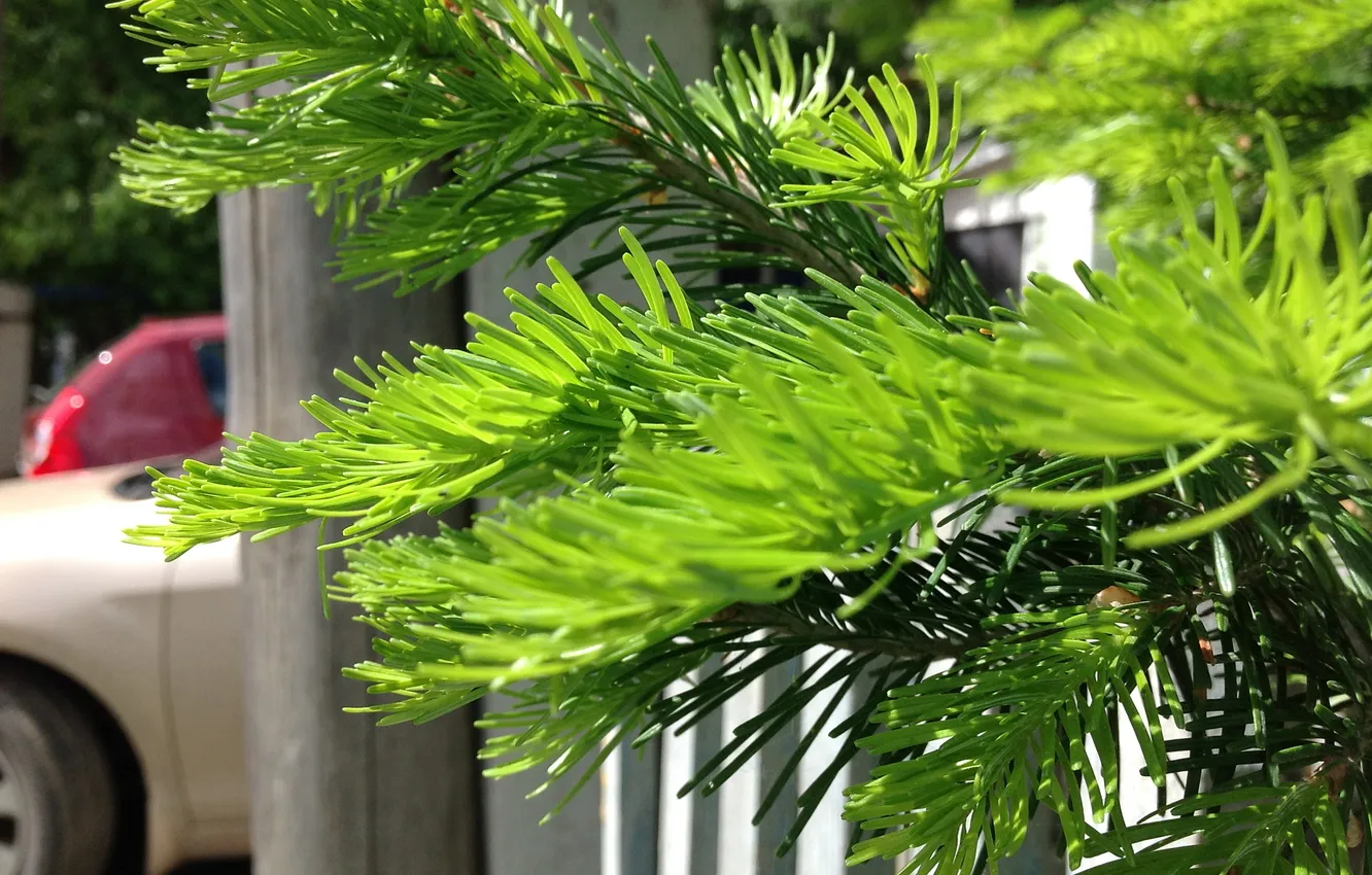 Photo wallpaper macro, green, color, spruce