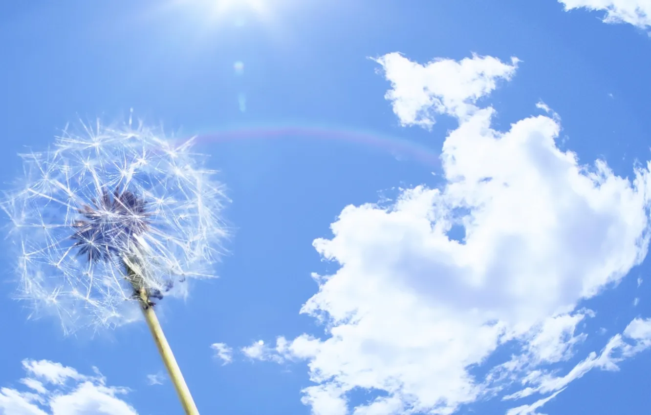 Photo wallpaper the sky, the sun, clouds, dandelion, rainbow