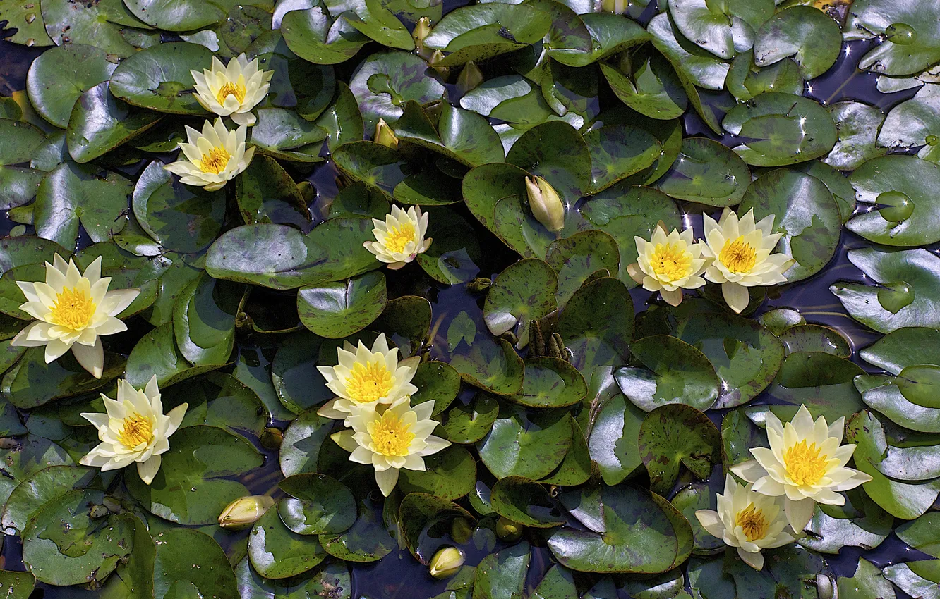 Photo wallpaper leaves, Nymphaeum, water Lily, jug