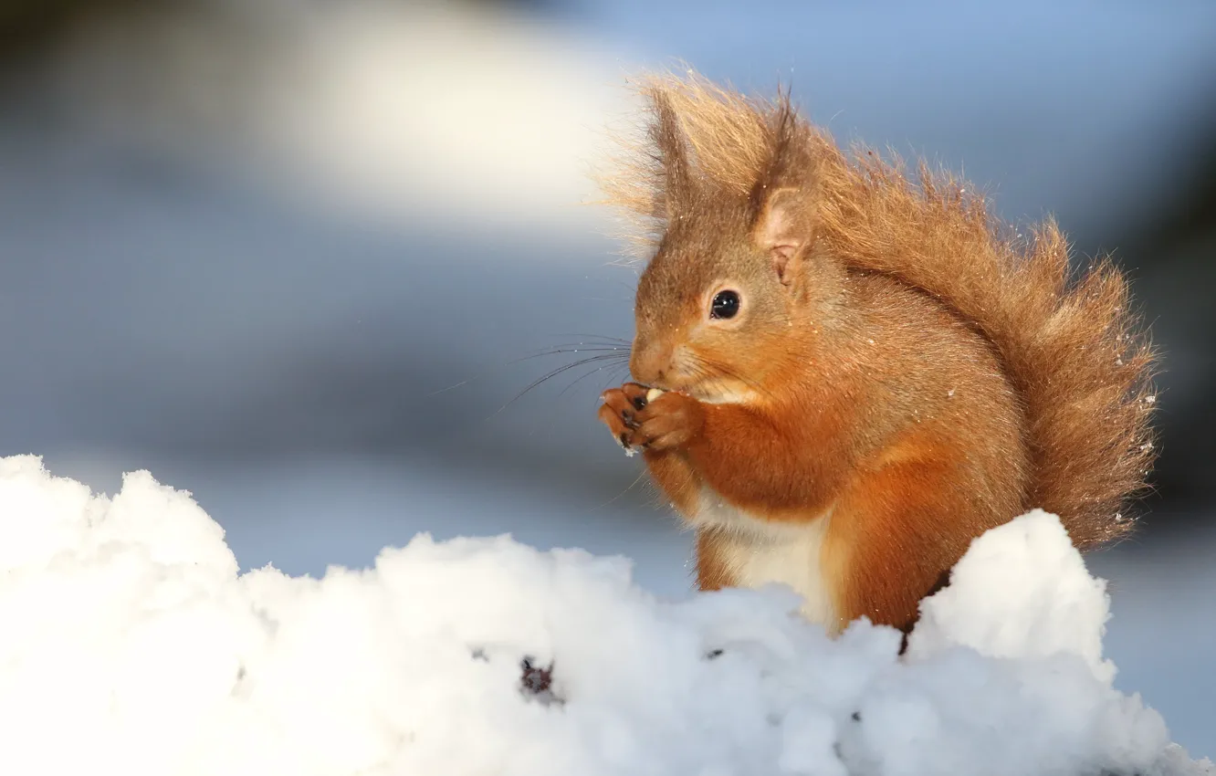 Photo wallpaper winter, snow, protein, red, blue background, rodent