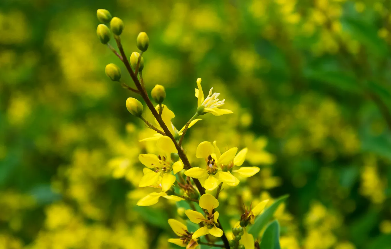 Photo wallpaper flowers, branches, plant, petals, meadow