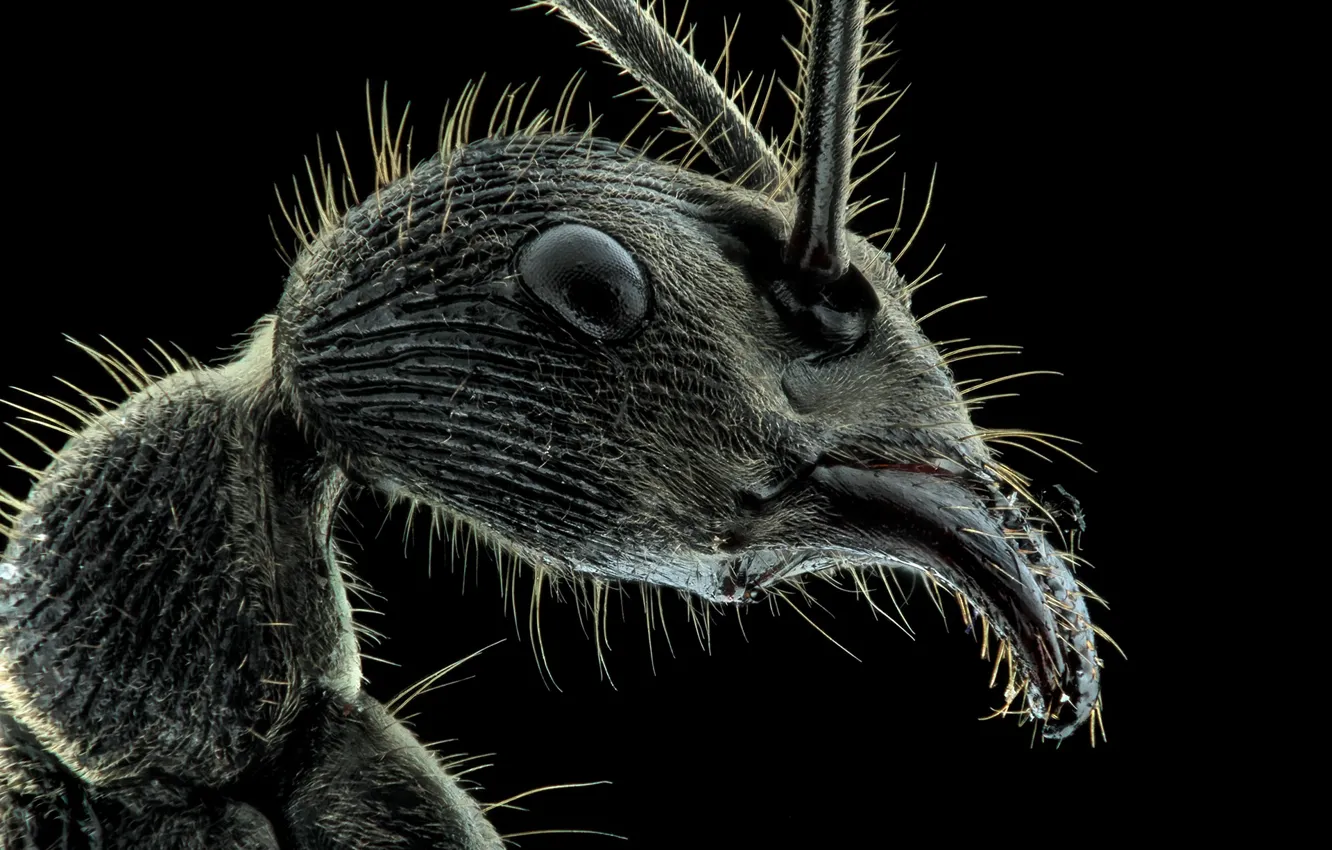 Photo wallpaper insect, Ant, hairs, teeth