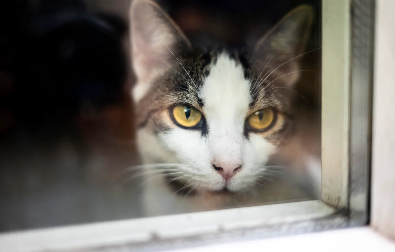 Photo wallpaper cat, cat, look, pose, face